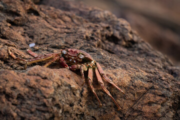 Dried up crabs on a rocky beach
