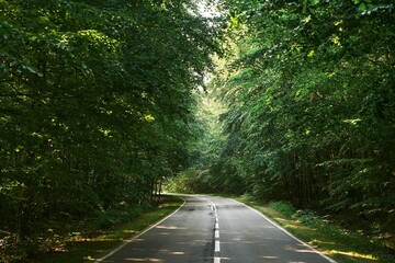 Forest road on a summer day. Rural asphalt road scenery. Beautiful roadway. Trees with green...