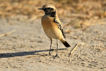 desert wheatear male on the ground