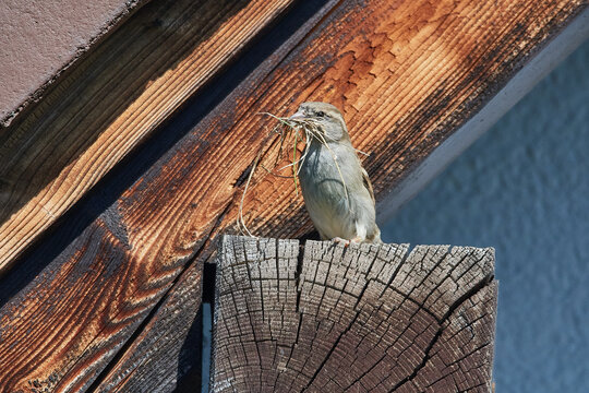 Haussperling Weibchen mit Nistmaterial	