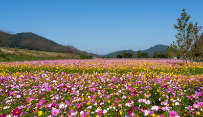 의령 호국 의병의 숲 댑싸리 축제장 코스모스 꽃밭