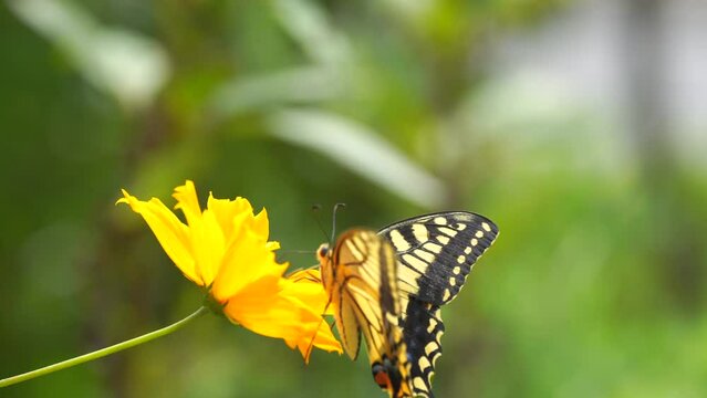Old World swallowtail (Papilio machaon) nectaring and flying a Cosmos sulphureus