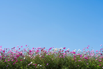 의령 호국 의병의 숲 댑싸리 축제장 코스모스 꽃밭