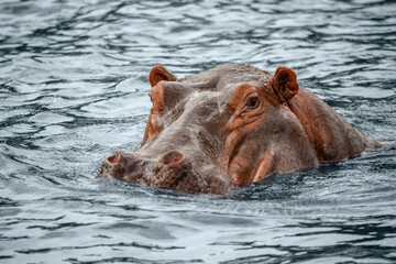 Swimming hippo