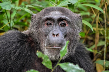 Chimpanzee portrait
