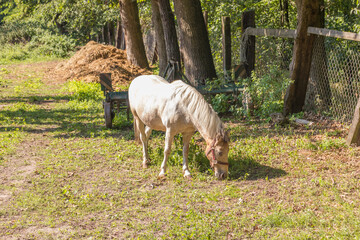 Obraz na płótnie Canvas A horse in Kampinoski Park Narodowy, Poland
