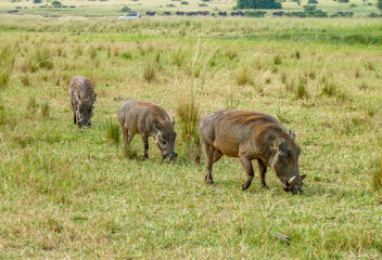 Warthogs in Uganda