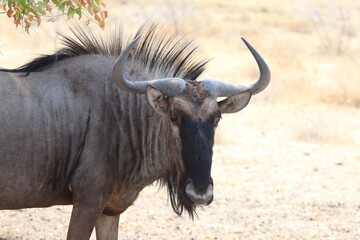 blue wildebeest
