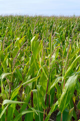 Fototapeta premium Corn field with almost ripe corn under a blue sky. Image with copy space.