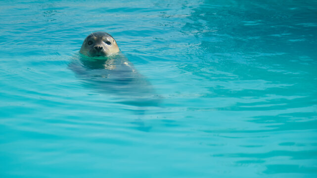 Gray seal with its head above the clear blue water. Image with copy space.