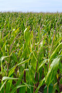 Corn field with almost ripe corn under a blue sky. Image with copy space.