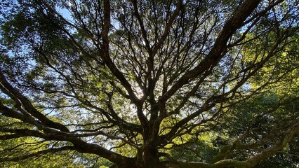 秋の朝の日差しと大きな木の枝の風景