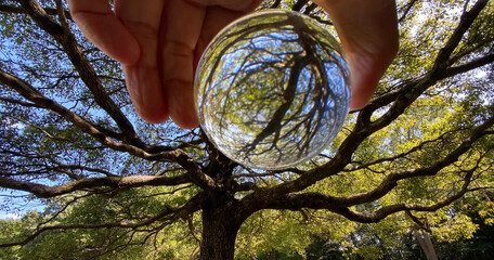 秋の公園に透明な水晶ガラスボールを持つ片手の風景
