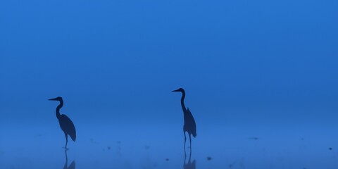 Silhouette of Great Blue Heron on water in foggy weather