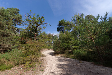 Fototapeta na wymiar Forest path in Ermenonvile forest. Oise-Pays de France Regional Natural Park