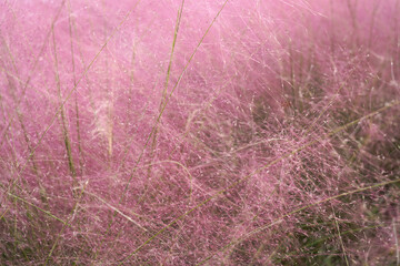 ふわふわしたピンク色の　ミューレンベルギア　カピラリス