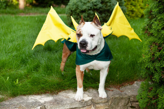 Portrait of an American pit bull terrier dressed in a dragon costume with horns and wings. Dragon is the symbol of 2024. The photo can be used for a calendar page.