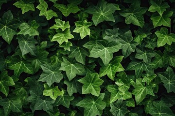 Fototapeta na wymiar Beauty nature embrace. Green ivy wall. Fresh foliage. Leaf texture. Art of climbing. Leaves on walls textures