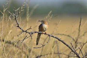 common babbler on the branch