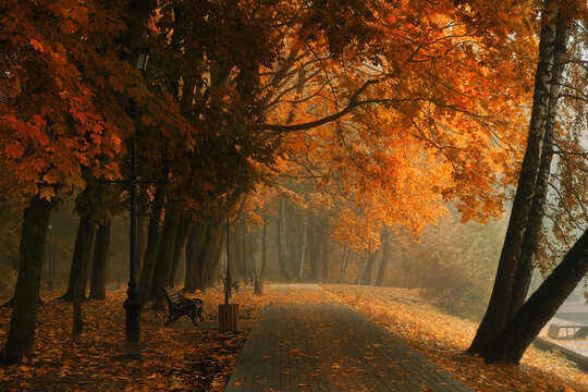 autumn park misty landscape. autumnal trees with orange-yellow foliage and pathway in park, foggy natural background. fall season. template for design. - Powered by Adobe