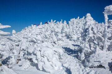 快晴の青空と真っ白な樹氷に覆われた北横岳登山3