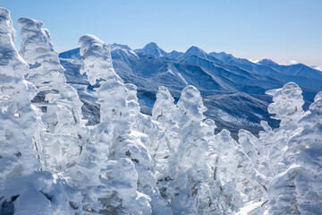 快晴の北横山頂から望む樹氷と八ヶ岳の山並み1