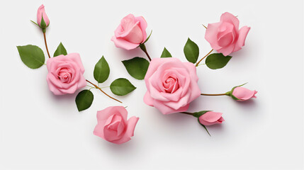 Beautiful pink roses flowers buds