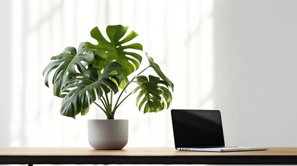 monstera plant in pot on wooden table with laptop and white background