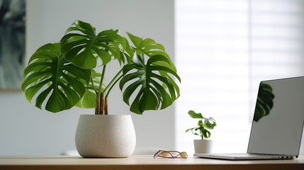 monstera plant in pot on wooden table with laptop and white background