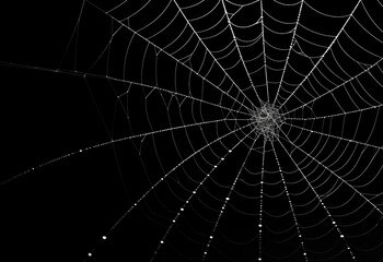 Spider webs on a black background with spiders on them, in the style of wavy lines and organic shapes.