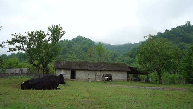 Domestic cow resting on the green grass near to the barn in a rural farm at susnet