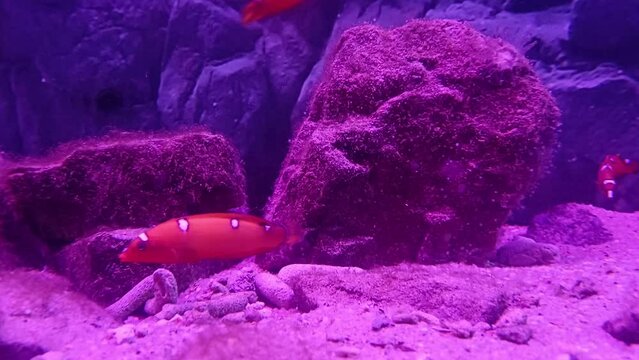 Red Coris Wrasse (Coris gaimard) swimming in aquarium at Institute of Oceanography, Nha Trang city, Vietnam.