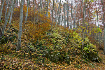 Autumn landscape a rock in an autumnal forest