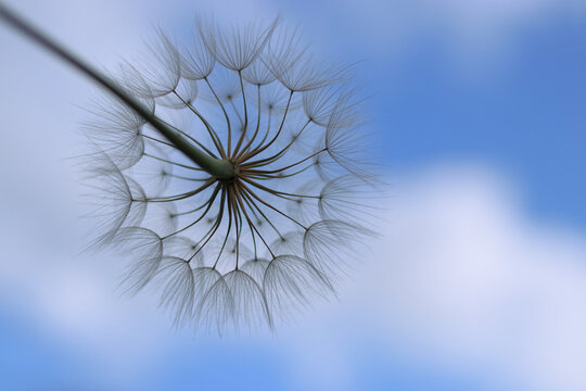 Blue abstract Dandelion flower background. Freedom to Wish. Seed macro close up. Fragility. Beautiful flower Dandelion on a background of clear blue sky. Taraxacum Erythrospermum. Silhouette dandelion