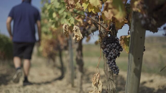En&oacute;logo valorando las parras para asegurar una buena producci&oacute;n de vino 