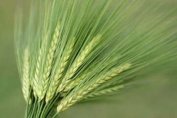 Close up and background of green ears of cereal. Closeup of ear of wheat. Unripe cereal plants as fresh green background. Macro close up of young ears of young green wheat. Greenery background