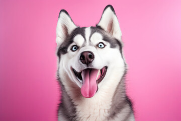 siberian husky puppy on a pink background 