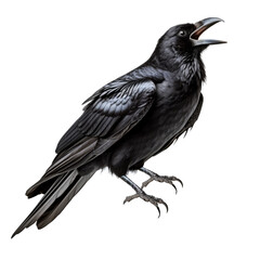 Obraz premium black crow are making weird noises