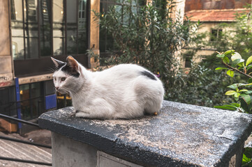 White cat sits on the parapet of a staircase in the city, blurred background. Care and love for pets.