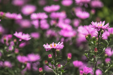 Obraz premium Purple flowers of perennial aster. Autumn asters. Selective focus, blurred background.