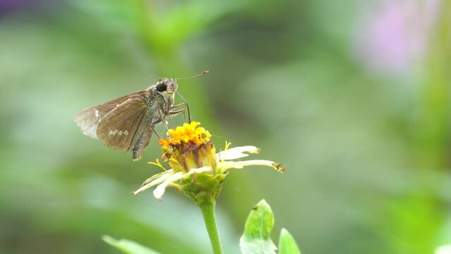 Dark Small-branded Swift (Pelopidas mathias) nectaring and flying a Zinnia profusion