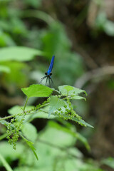 Beautiful blue dragonfly in nature, High quality photo