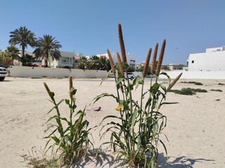 cactus in desert while sun shining and view of the beach