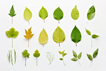 Leaves collection on white background. Top view.
