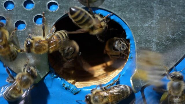 Honey bees fly next to the bee hive in the apiary to collect honey, close up. Beekeeping in countryside. Colony bees in apiary, macro. Detailed landing holes in the hive and fly bees