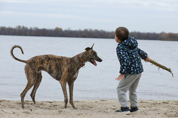Child playing with dog outdoor. Playing greyhound dog with baby boy