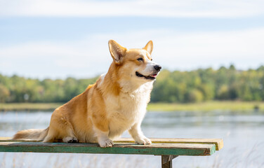 Welsh Corgi Pembroke on an autumn walk