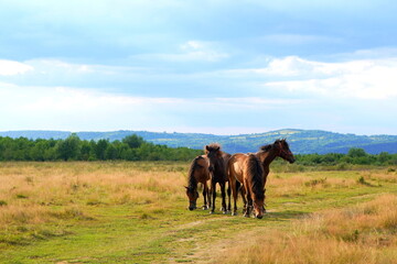 Four brown domestic horses grazing on grass field in countryside in Transylvania, Romania