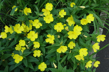 Numerous bright yellow flowers of evening primrose in June