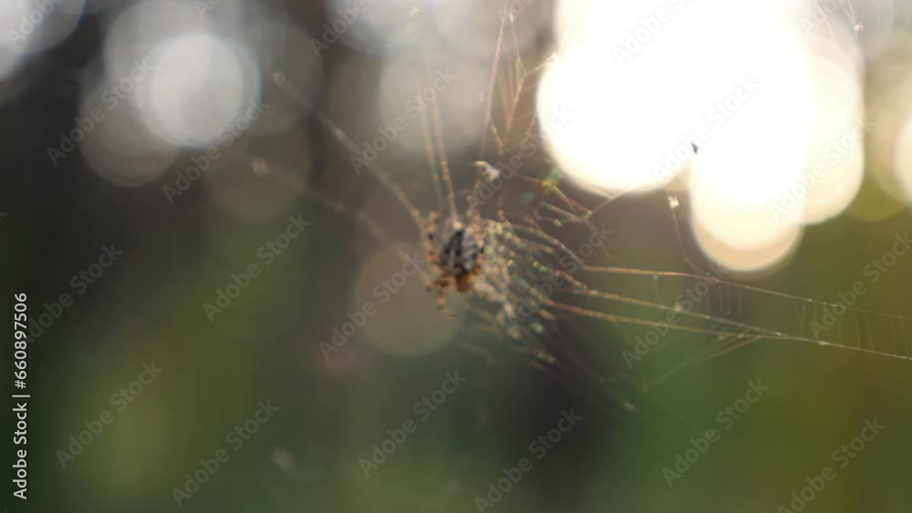 Wall mural small spider crawls in cobweb on green background with bokeh effect macro view. arachnid insect with